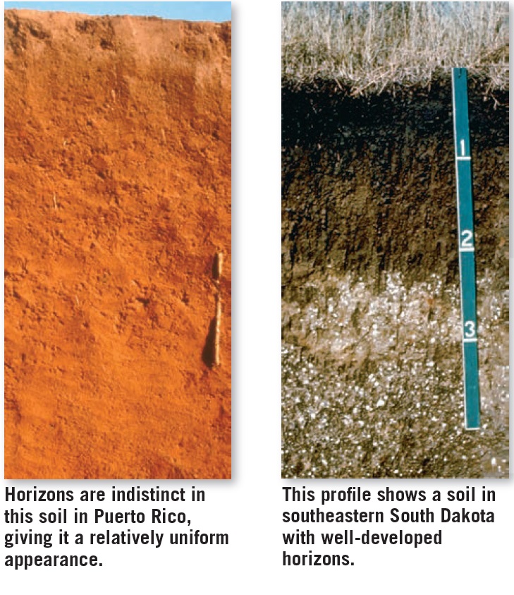 Contrasting soil profiles