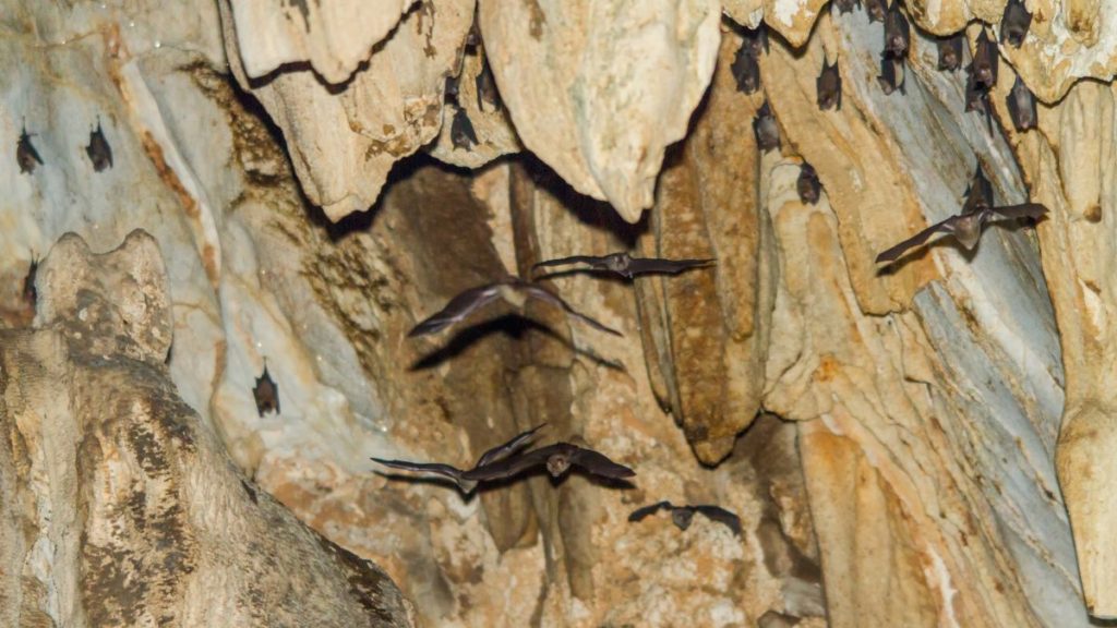 Bats in cave