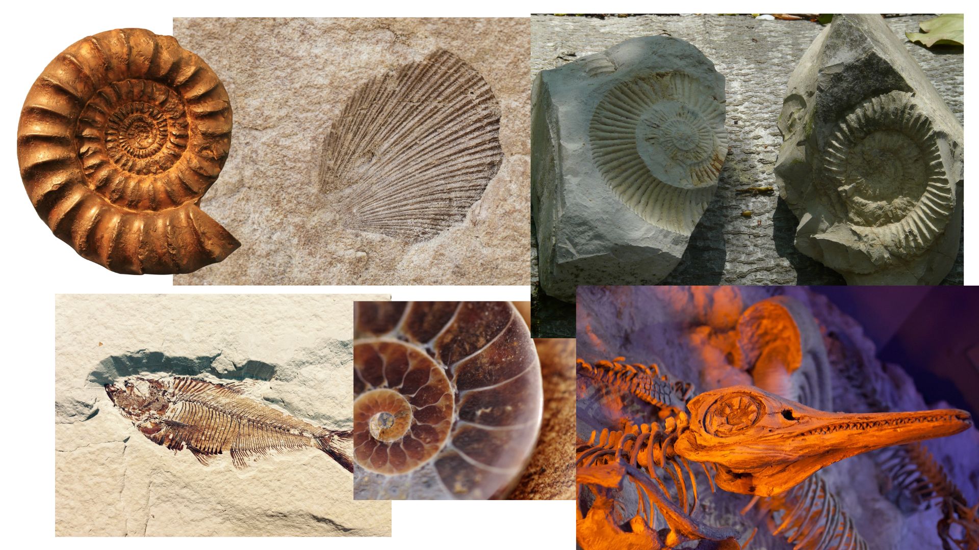 Types of Fossils