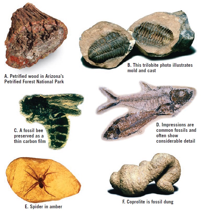 Types of Fossils