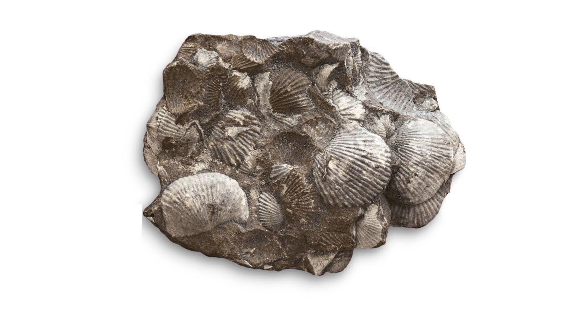Fossiliferous Shale